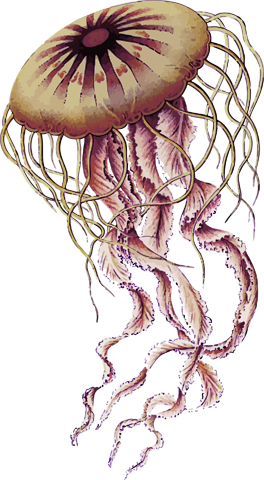 Jellyfish PNG-47080